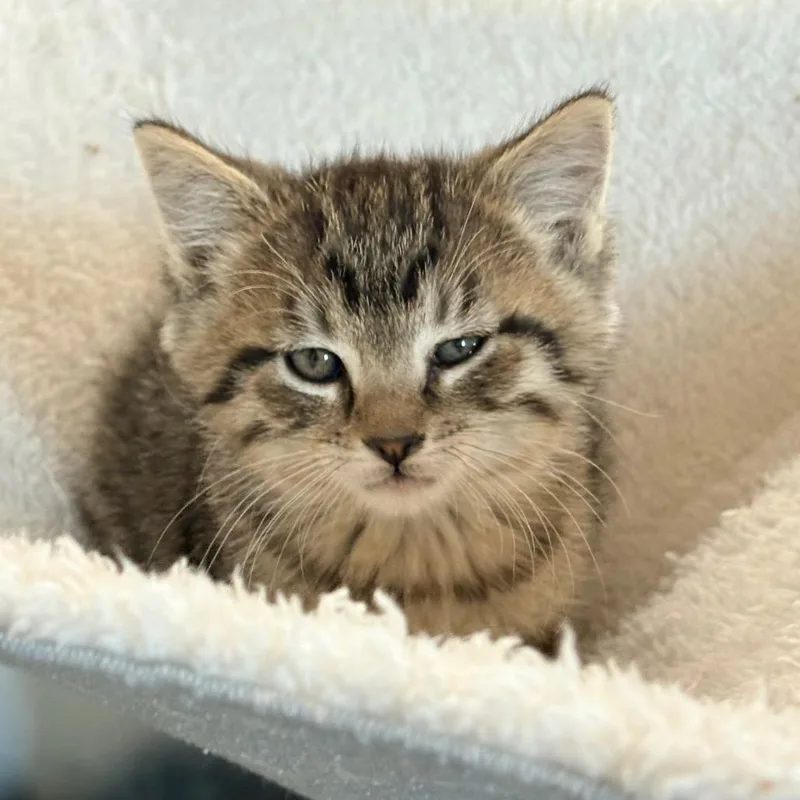 A young medium-sized female Tabby (Gray / Blue / Silver) Domestic Short Hair cat named Reese Witherspud for adoption in Blackfoot, ID