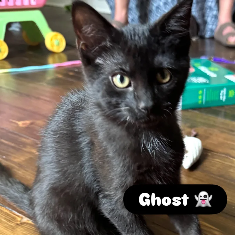 Ghost thumbnail 2