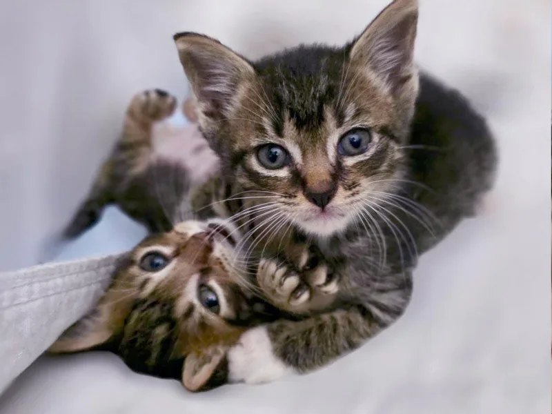 A baby medium-sized male Tabby (Brown / Chocolate) Tabby cat named Freddie Mercury for adoption in Great Neck, NY