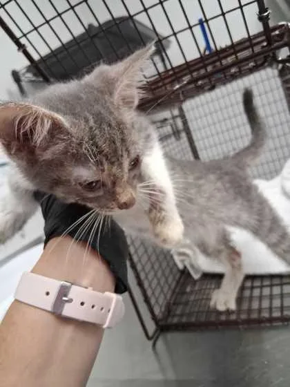 A baby small-sized female Domestic Short Hair cat named Nadia for adoption in Sevierville, TN