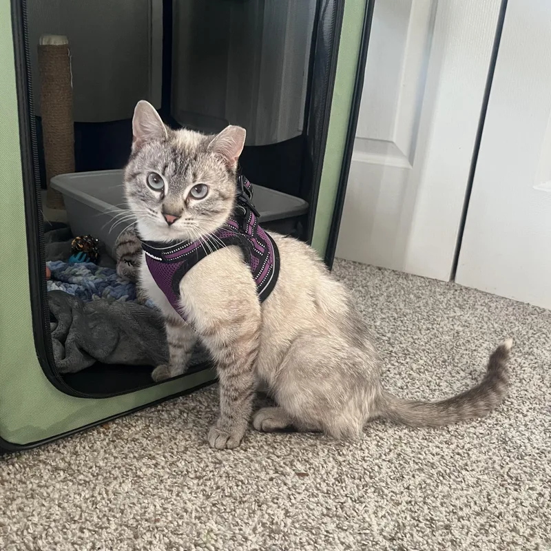 A young medium-sized female White Domestic Short Hair cat named Snow James for adoption in Morrison, CO