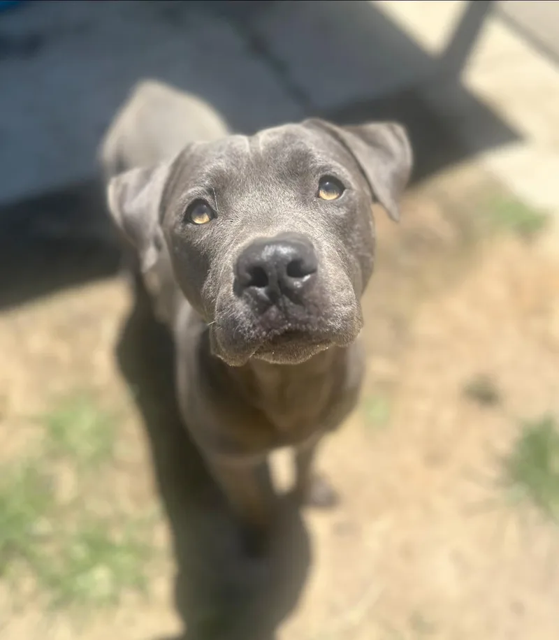An adult medium-sized male Pit Bull Terrier dog named Freckles for adoption in Stagecoach, NV