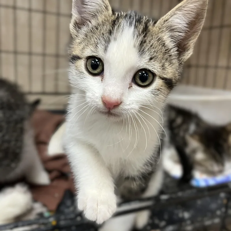 A baby medium-sized female Tabby (Gray / Blue / Silver) Domestic Short Hair cat named Clover for adoption in Shingletown, CA