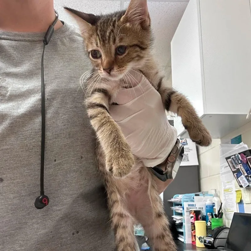 A baby small-sized male Brown / Chocolate Domestic Short Hair cat named Merlin for adoption in Bastrop, TX