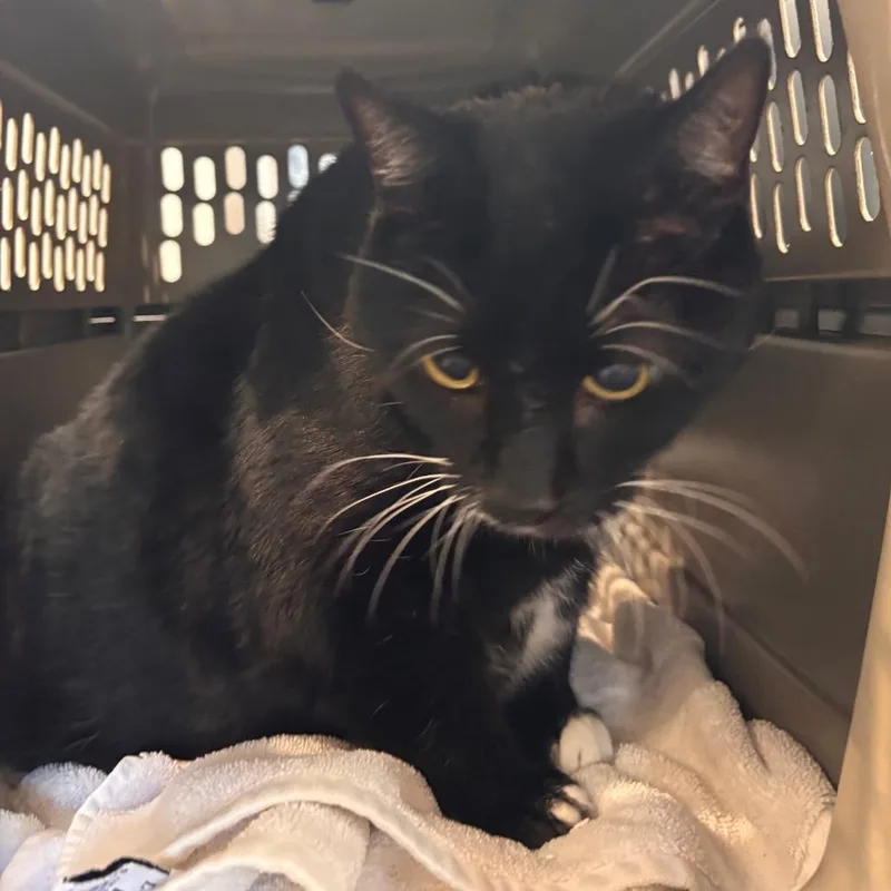 An adult extra large-sized male Black Domestic Short Hair cat named Big Mac for adoption in Allentown, PA