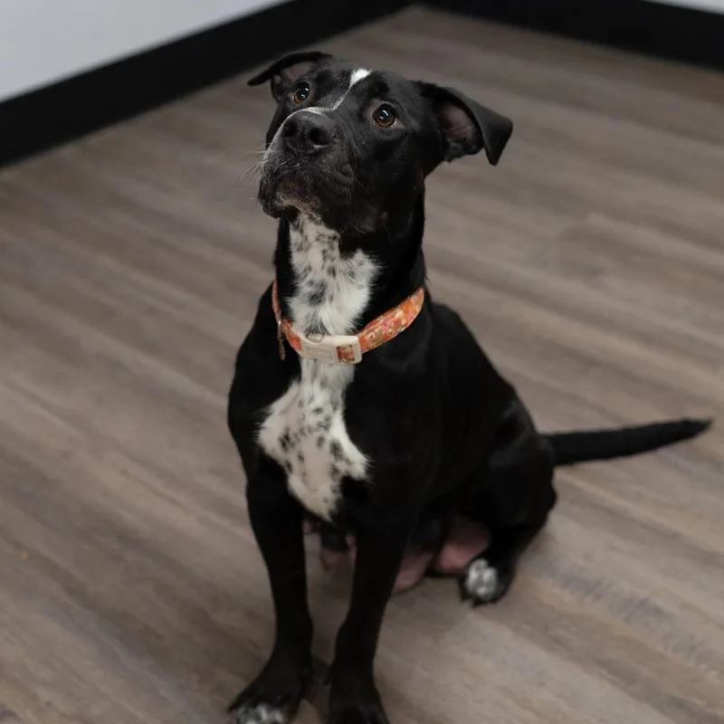A baby small-sized female Black Labrador Retriever dog named Alice for adoption in Fulton, MO