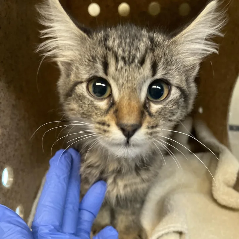 A baby small-sized female Brown / Chocolate Domestic Long Hair cat named Tinkerbell for adoption in Pasadena, CA