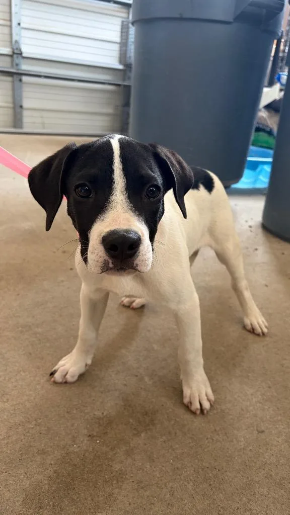 A baby medium-sized male American Staffordshire Terrier dog named Nelly for adoption in Missouri City, TX