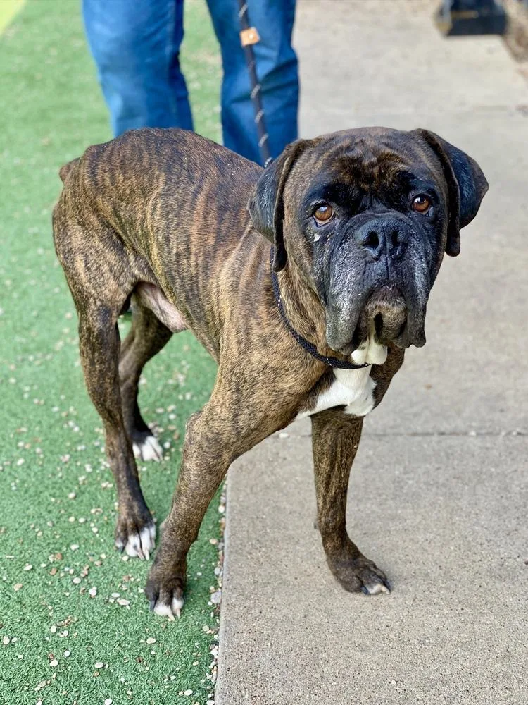 A senior medium-sized male Brindle Boxer dog named Ram for adoption in Hewitt, TX