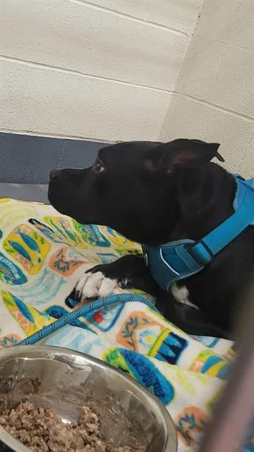 An adult large-sized male Pit Bull Terrier dog named Mack for adoption in Indianapolis, IN