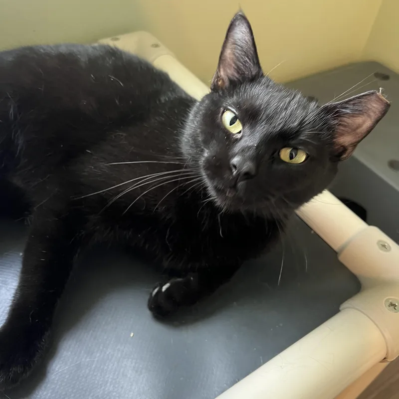 An adult medium-sized female Black Domestic Short Hair cat named Marbles for adoption in Independence, OH