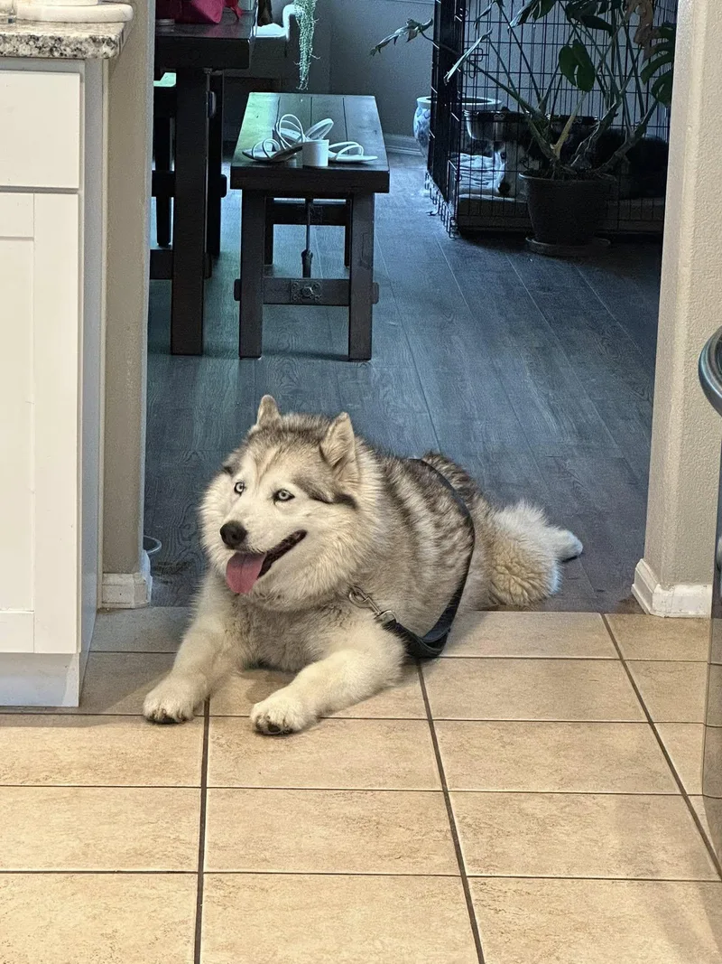 Racy Lacey thumbnail 6