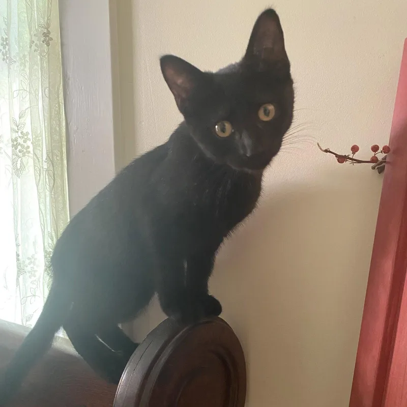 A baby medium-sized female Black Domestic Short Hair cat named Missie for adoption in Rochester, NY