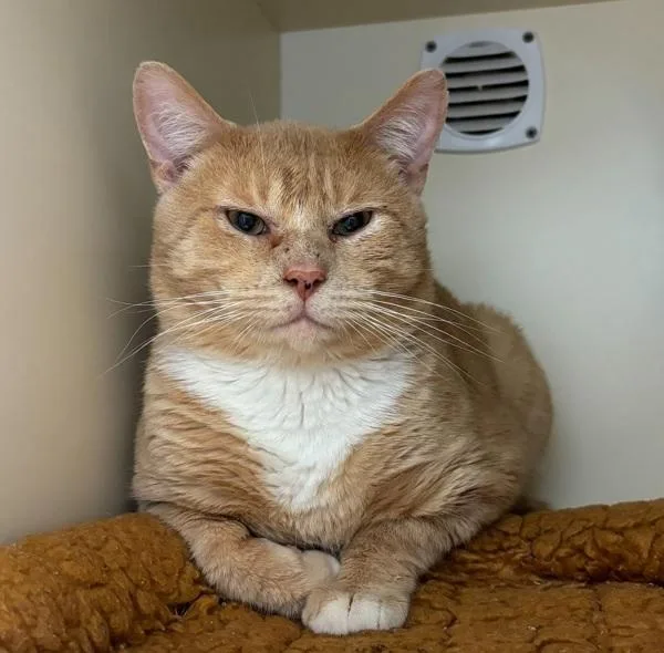 An adult medium-sized male Domestic Short Hair cat named Weston for adoption in Silverdale, WA