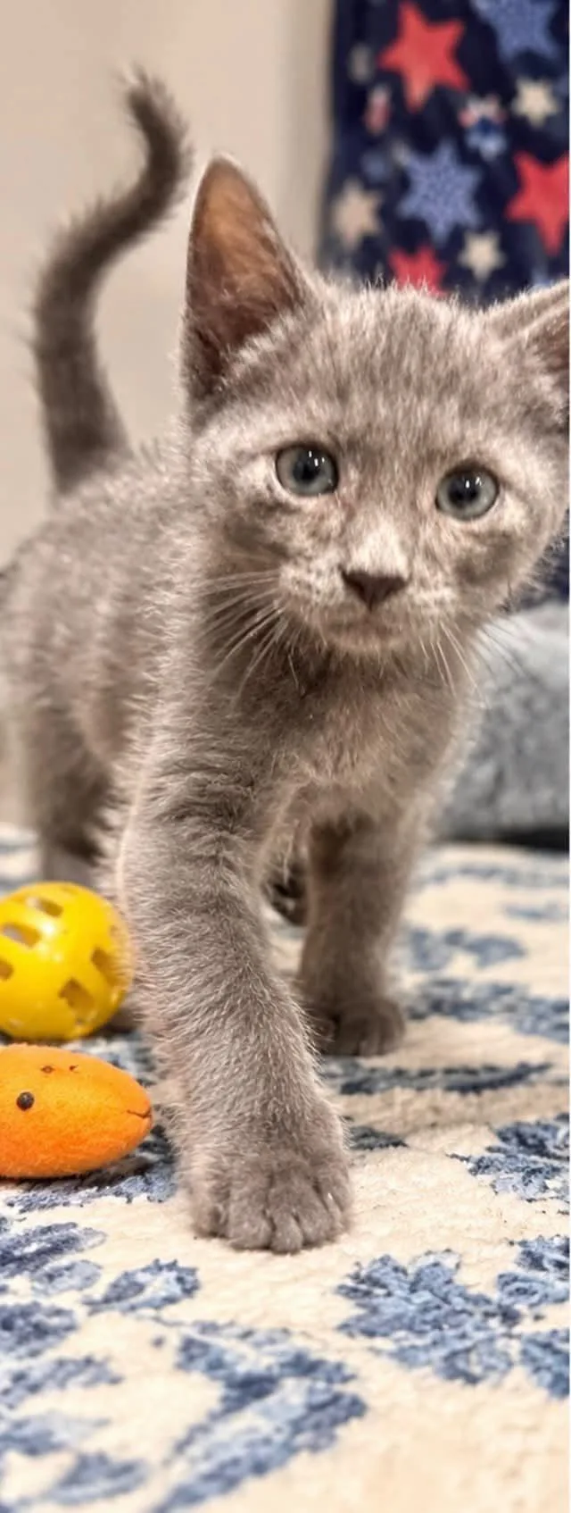 A baby medium-sized male Gray / Blue / Silver Domestic Short Hair cat named Stanley for adoption in Sioux City, IA
