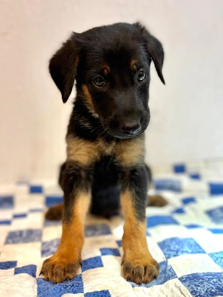 A baby large-sized male Shepherd dog named Noah for adoption in Lockhart, TX