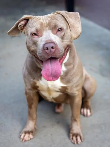 An adult medium-sized male Mixed Breed dog named Chutney for adoption in Chamblee, GA