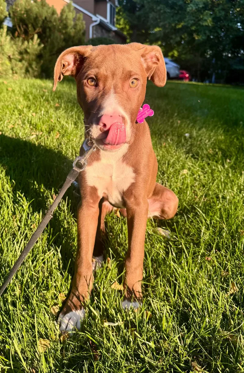 A baby large-sized male Chocolate Labrador Retriever dog named Jace Ace for adoption in Succasunna, NJ