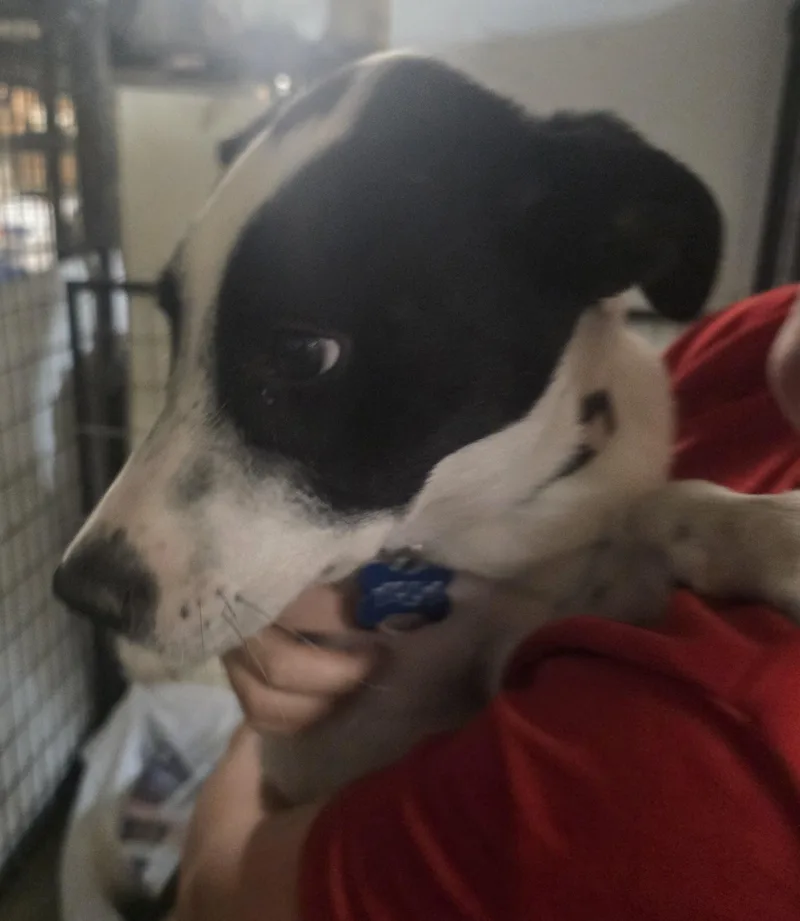 A young medium-sized female Border Collie dog named Monroe for adoption in Billings, MT