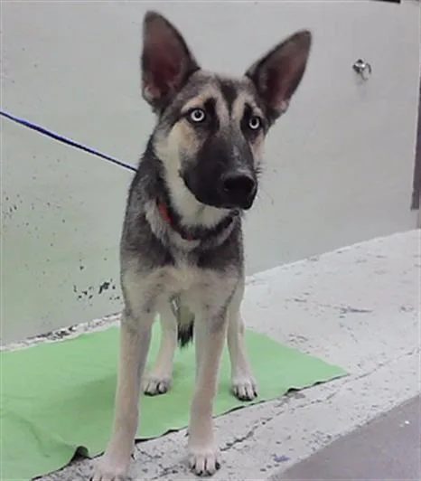 A young large-sized male German Shepherd Dog dog named Rufus for adoption in Houston, TX