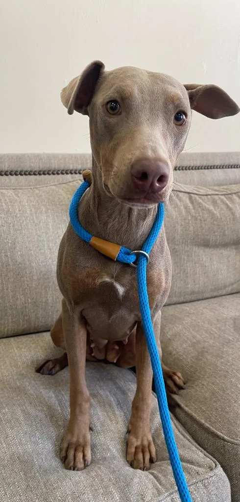 A young small-sized female Mixed Breed dog named Cj for adoption in Thousand Oaks, CA