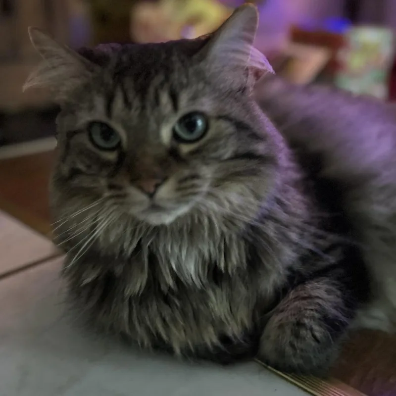 An adult small-sized male Brown / Chocolate Domestic Long Hair cat named Roo for adoption in Melbourne, KY