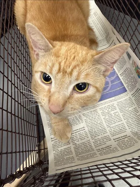 A young small-sized male Domestic Short Hair cat named Masdival for adoption in Van Nuys, CA