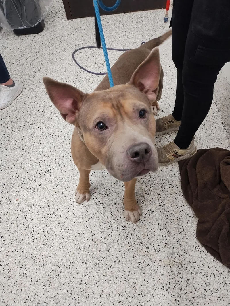 An adult large-sized male Pit Bull Terrier dog named True for adoption in Atlanta, GA