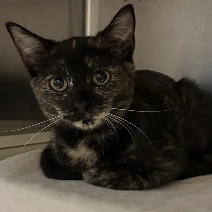A baby small-sized female Domestic Short Hair cat named Violet for adoption in Merriam, KS