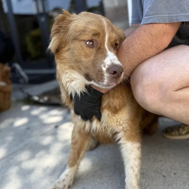 An adult medium-sized male White / Cream Retriever dog named Rill for adoption in Columbia, SC