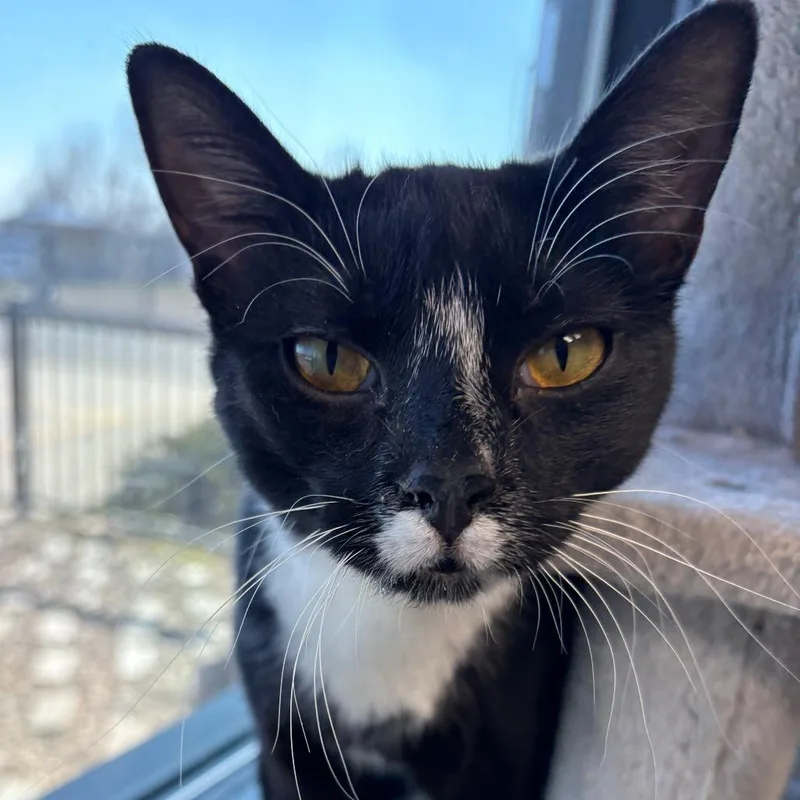 An adult medium-sized female Domestic Short Hair cat named Queen Tuxankhamun for adoption in Monticello, IA