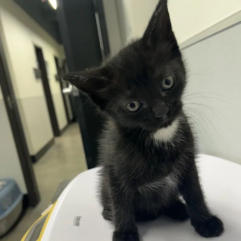 A baby small-sized female Black Domestic Short Hair cat named Misty for adoption in Tampa, FL