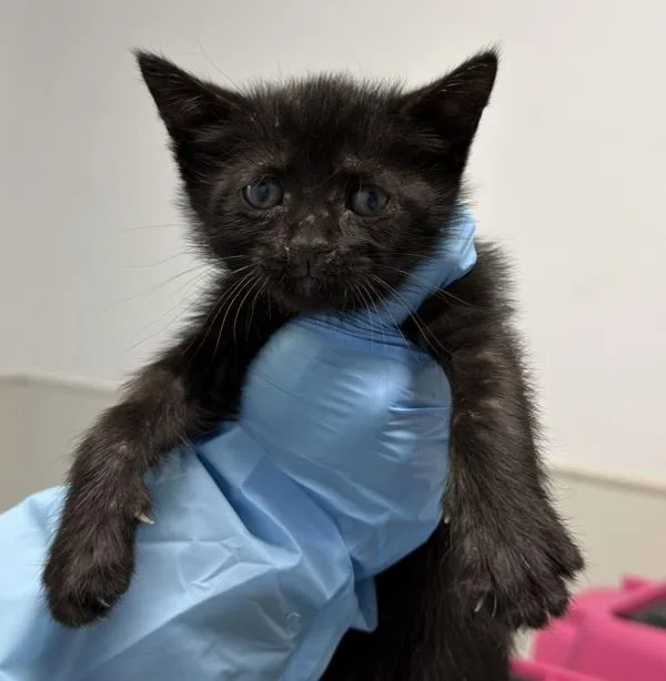 A baby small-sized female Domestic Short Hair cat named Glastonbury for adoption in Escondido, CA