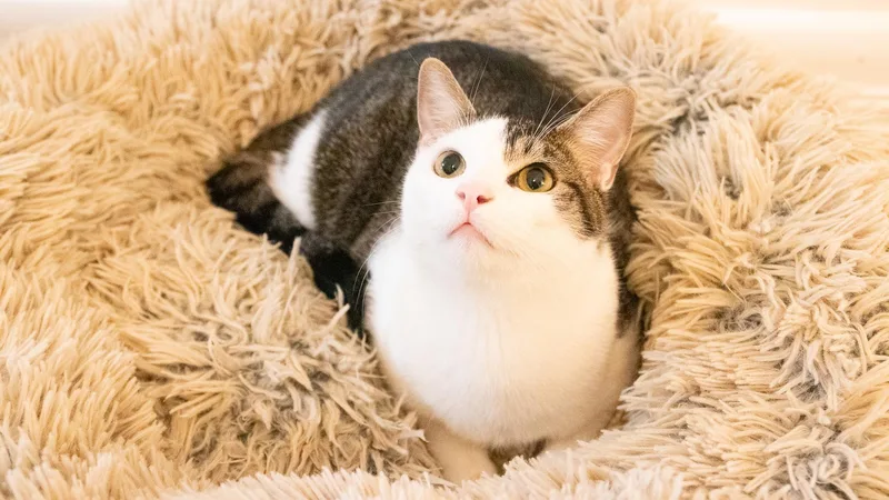 A young medium-sized male Domestic Short Hair cat named Stevia for adoption in Haddon Heights, NJ
