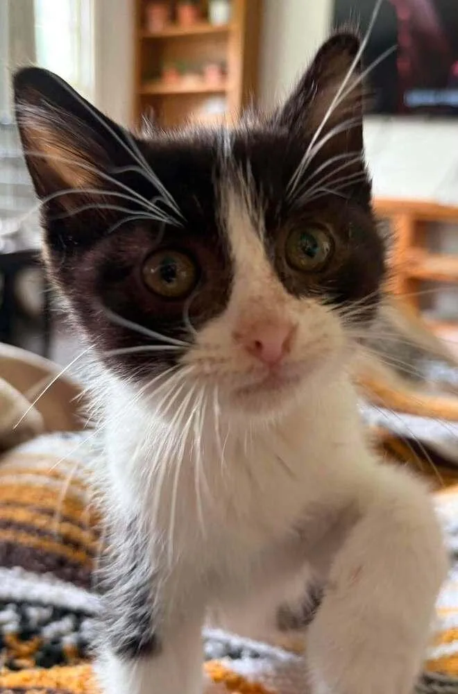 A baby small-sized male Black & White / Tuxedo Domestic Short Hair cat named Theon Ha for adoption in Peoria, IL
