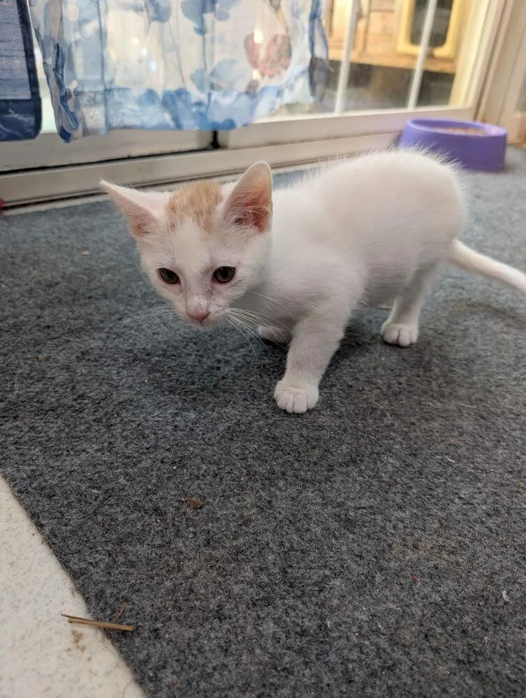 A baby small-sized male Orange & White Domestic Short Hair cat named Marshmallow RM for adoption in Greenville, SC