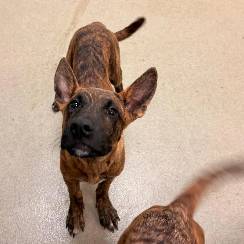 A young medium-sized male Brown / Chocolate Shepherd dog named Luke for adoption in Lynchburg, VA