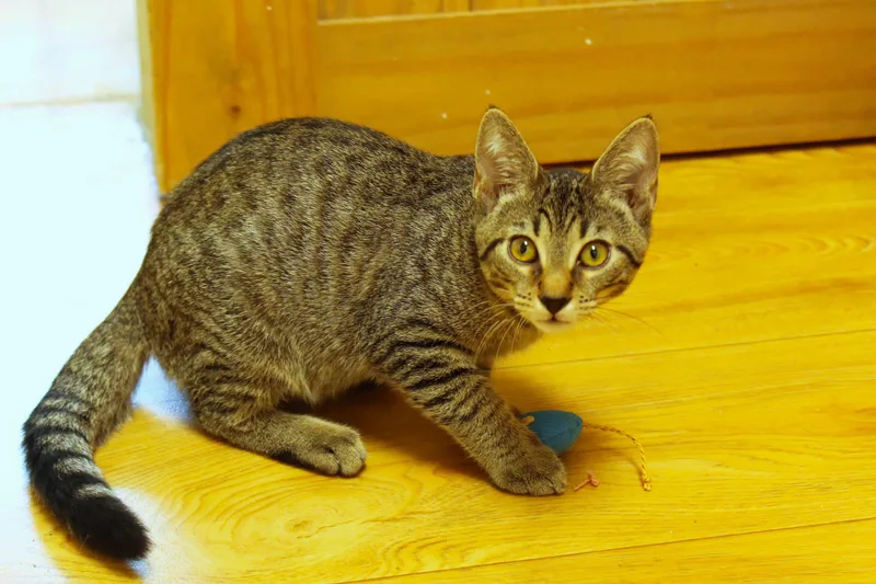 A baby medium-sized male Tabby (Brown / Chocolate) Domestic Short Hair cat named Diesel for adoption in Urbana, OH