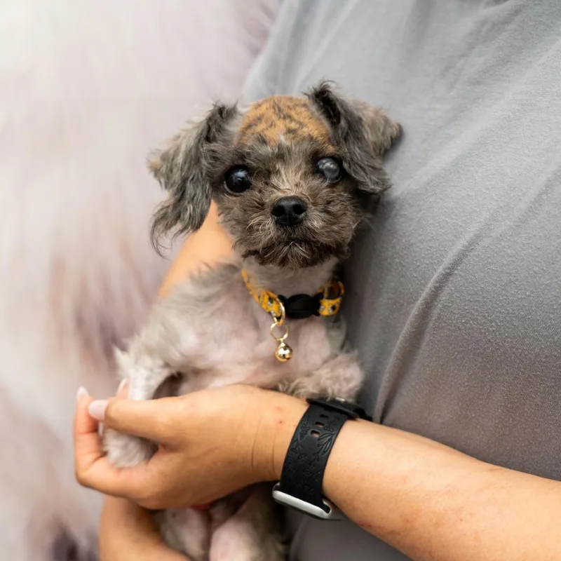 A young small-sized male Gray / Blue / Silver Poodle (Toy) dog named Archer for adoption in New York, NY