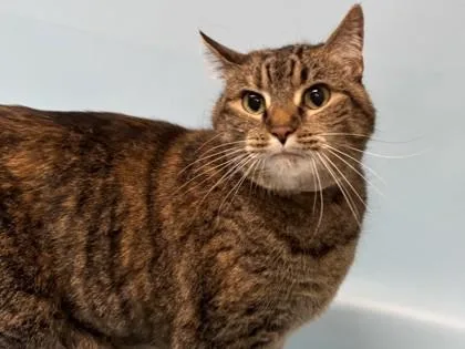 An adult small-sized female Domestic Short Hair cat named Digit for adoption in Golden Valley, MN