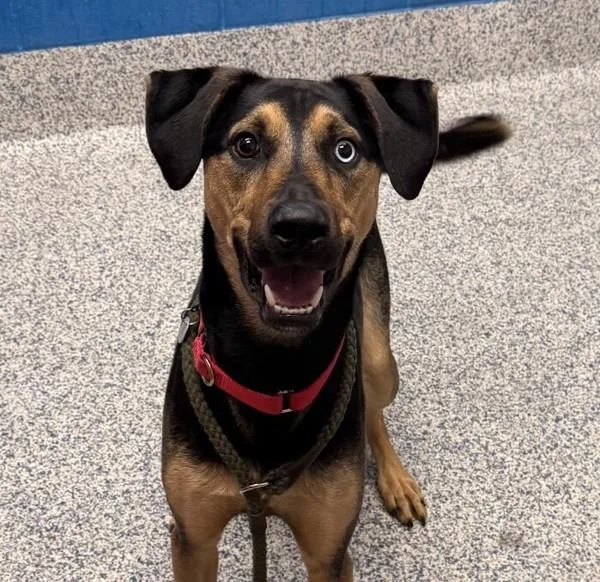 A young large-sized male Catahoula Leopard Dog dog named Drexl for adoption in Golden, CO