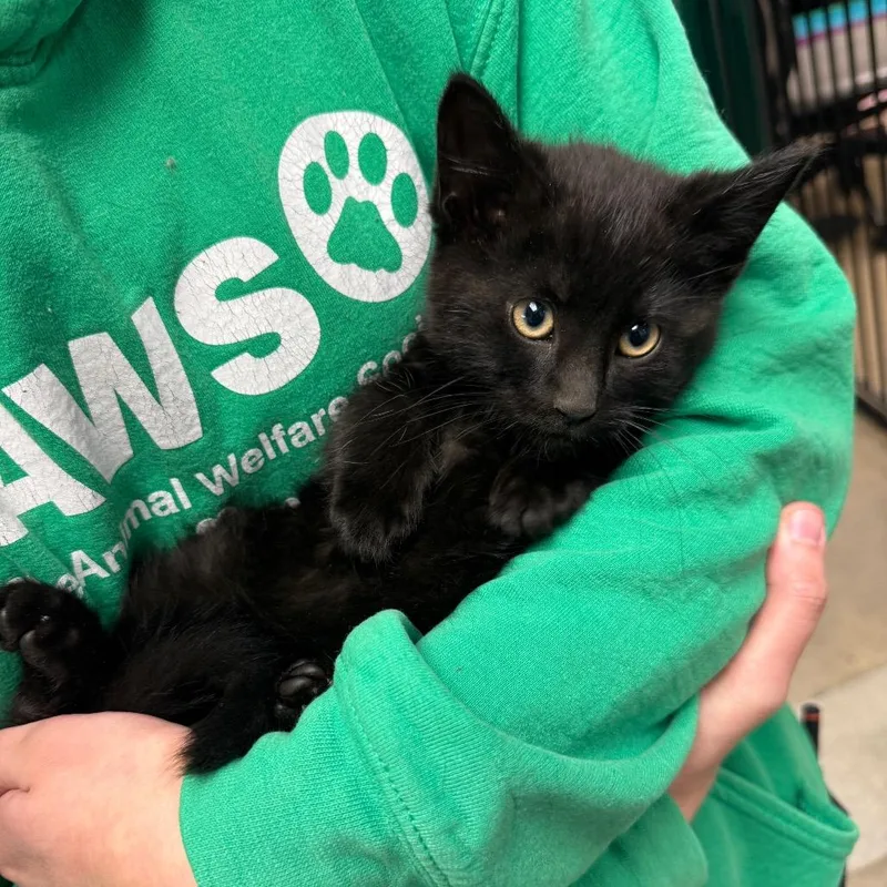 A baby small-sized male Black Domestic Short Hair cat named Big Tuna for adoption in Waukesha, WI