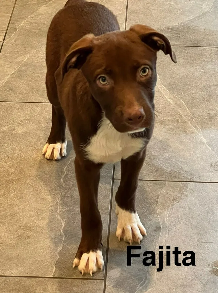 An adult medium-sized male Terrier dog named Fajita for adoption in Toms River, NJ