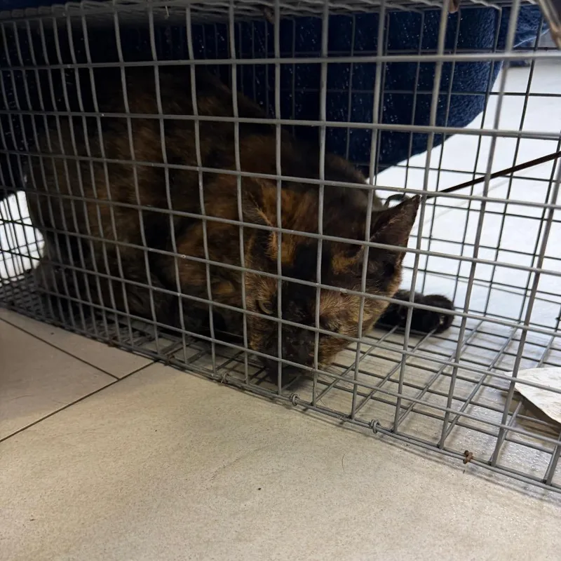 A young medium-sized female Tortoiseshell Domestic Short Hair cat named Alani for adoption in Newark, NJ