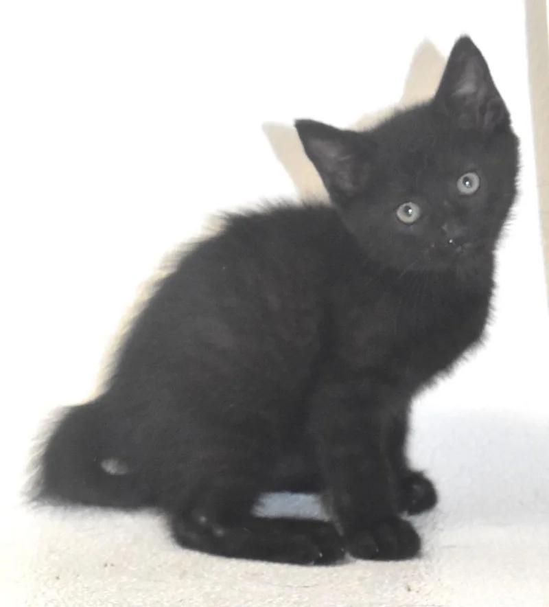 A baby large-sized male Domestic Short Hair cat named Mint Choc Chip for adoption in Springfield, OH