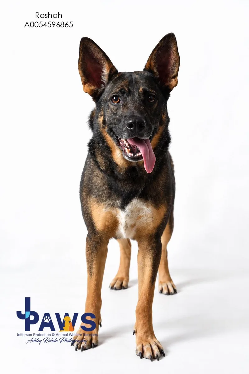 An adult large-sized male Black German Shepherd Dog dog named Roskoh for adoption in Harvey , LA