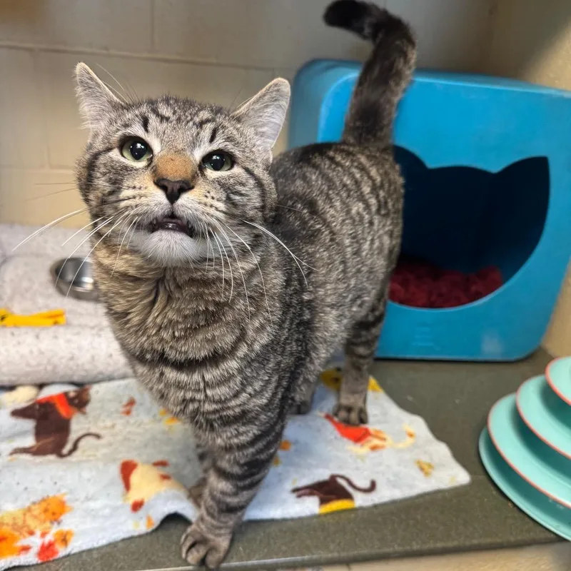 A young medium-sized male Brown / Chocolate Domestic Short Hair cat named Onion Ring for adoption in Waukesha, WI