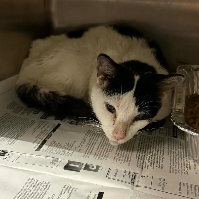 A senior medium-sized male White Domestic Short Hair cat named Edgar for adoption in Pauls Valley, OK