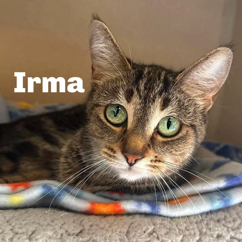 Irma thumbnail 2