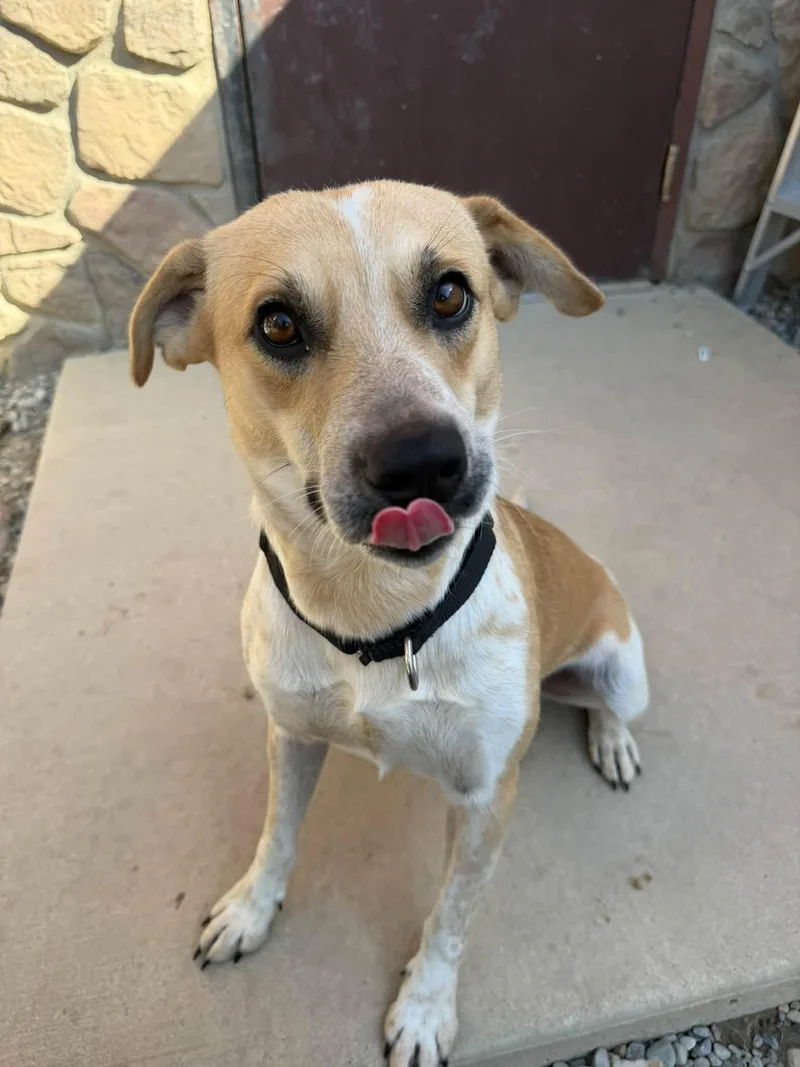 A young medium-sized male White / Cream Labrador Retriever dog named Sylas for adoption in Sterling Heights, MI